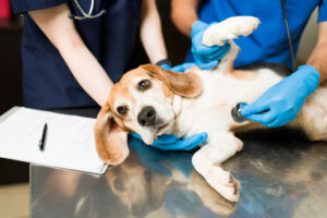 Beagle being examined