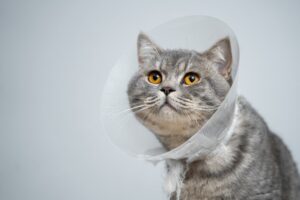 Gray cat with an e-collar on