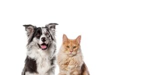 Smiling Dog skeptical Cat