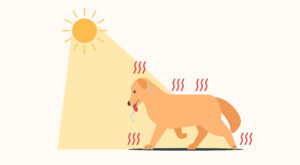 Dog walking in the heat
